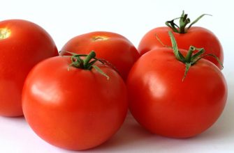 tomates vermelhos frescos