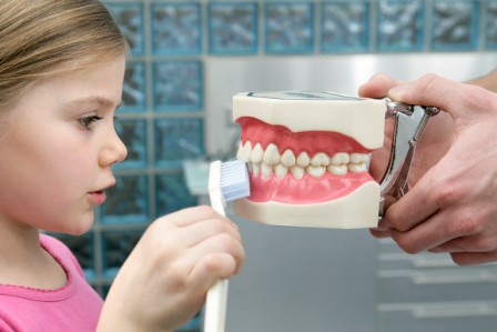Model de anatomia de dents de nena raspada --- Imatge de © Wolfgang Flamisch / Corbis