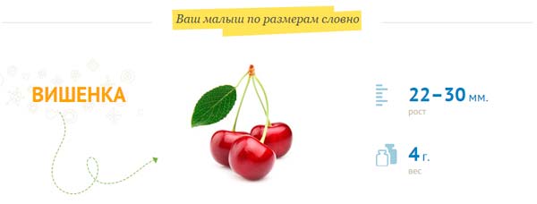 פרי בגודל דובדבן