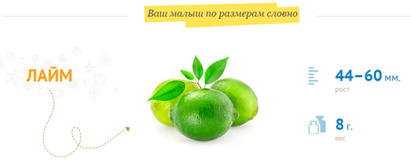 rozmiar płodu w 11 tygodniu