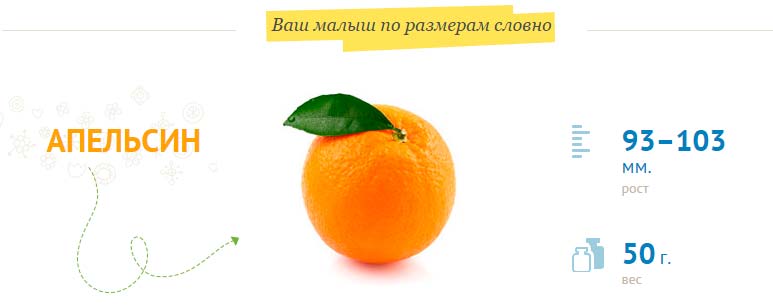 vaisiaus dydis per 15 nėštumo savaitę