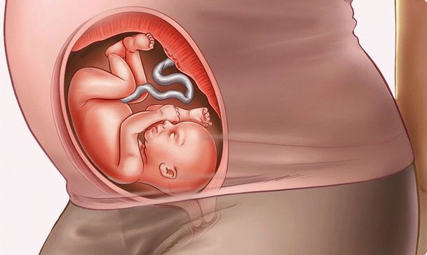 25 semaines de grossesse