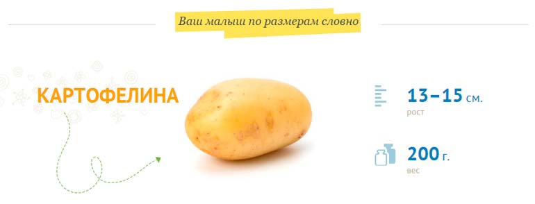 velikost plodu 19 týdnů -