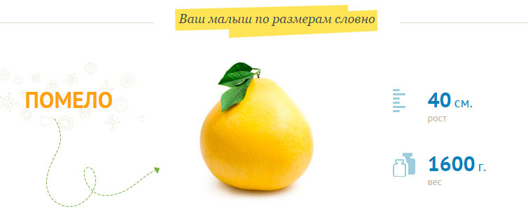 vaisiaus dydis 31 nėštumo savaitę 40 cm ūgis 1600 gramų