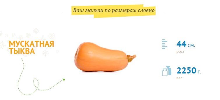 vaisiaus dydis 34 savaitę