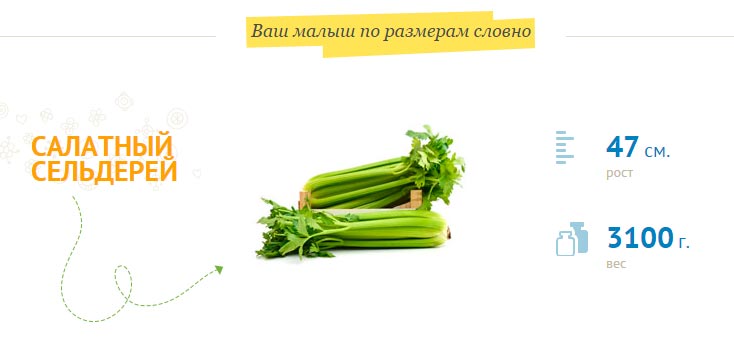 rozmiar płodu w 38 tygodniu ciąży