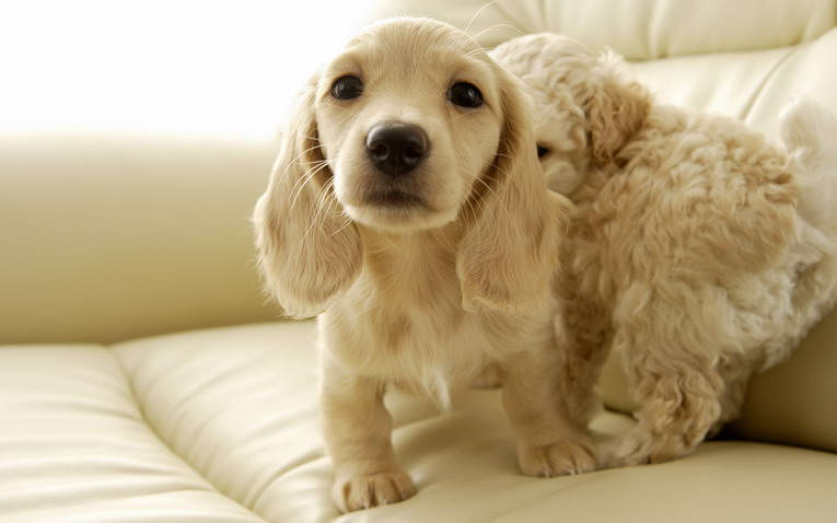 mascota per al nadó