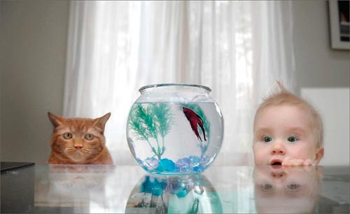 peix en un aquari per a un nen