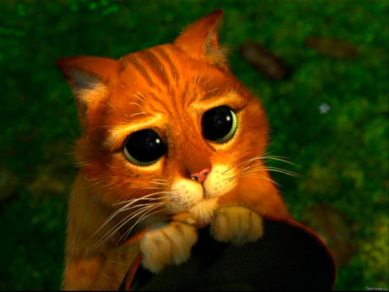 gato shrek