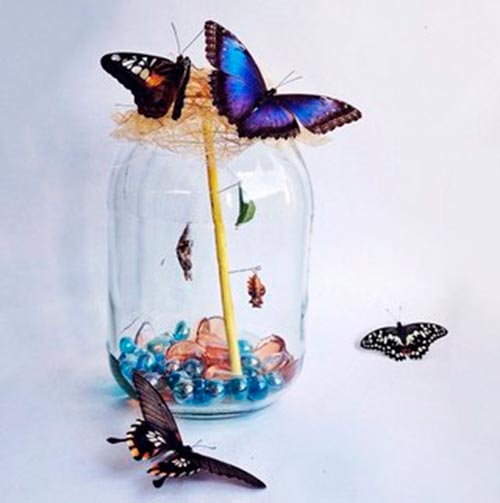 Borboleta